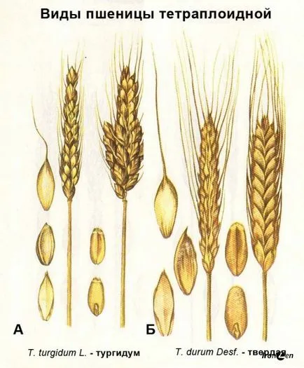 Diferențele nutriționale între grâu moale și dur - ironzen