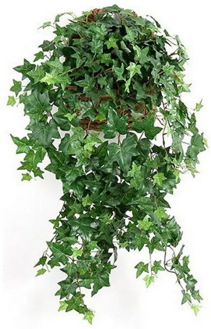 Ivy - típusok, gondozás, tenyésztés, Greenhome