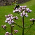 Részletes utasítások és javallatok a tinktúra Valeriana officinalis