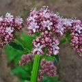 Részletes utasítások és javallatok a tinktúra Valeriana officinalis