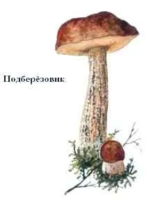 De ce Boletus și hribi așa-numitele