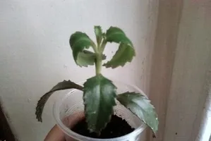 De ce frunzele de Kalanchoe răsucite plante magice