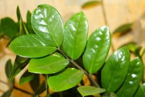 Защо не расте Zamioculcas, плаче и не дава нови издънки, които правят