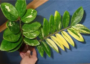 Защо не расте Zamioculcas, плаче и не дава нови издънки, които правят