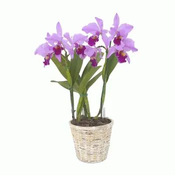 Miért hervadás levelek orchideák és hogyan lehet elkerülni, hogy