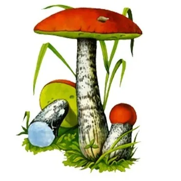 De ce Boletus și hribi așa-numitele