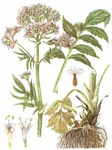 Részletes utasítások és javallatok a tinktúra Valeriana officinalis