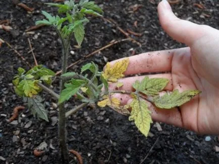 De ce frunze uscate de tomate într-o fotografie cu efect de seră & Video