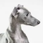 Rasă italiană Greyhound în natură, de îngrijire și de formare