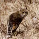 Breed macskák Caracal caracal vagy