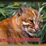 pisicile din rasa Caracal caracal sau