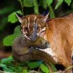 pisicile din rasa Caracal caracal sau