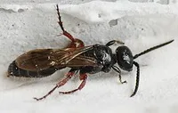 Полезни насекоми - Скола, tifii, bethylidae, със собствените си ръце в дома и градината