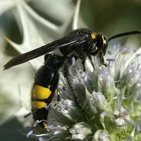 insecte benefice - Scola, tifii, bethylidae, cu propriile sale mâini casă și grădină