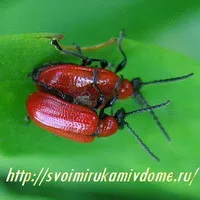 A hasznos rovarok - Scola, tifii, bethylidae, saját kezűleg a ház és kert