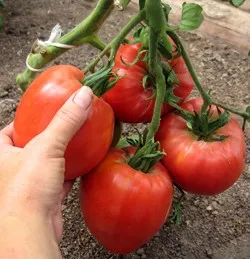 soiuri de tomate de tomate