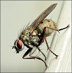 gîndaci Portrete (insecte Photomacrography)