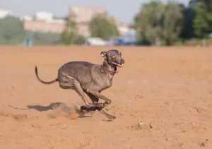 Rasă italiană Greyhound în natură, de îngrijire și de formare