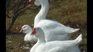 Diareea la bobocei decât vindecarea, cauzele