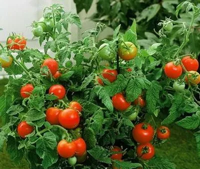 Tomate - soiuri timpurii de pitic, cele mai bune note, urozhaynik vesel