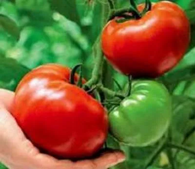 Tomate - soiuri timpurii de pitic, cele mai bune note, urozhaynik vesel
