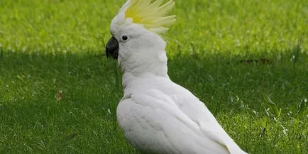 Cockatoo papagal - în cazul în care trăiește și ce tipuri există, în special natura și conținutul casei