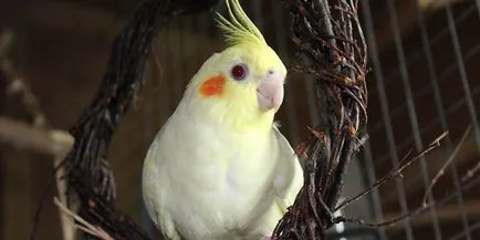 Cockatoo papagal - în cazul în care trăiește și ce tipuri există, în special natura și conținutul casei