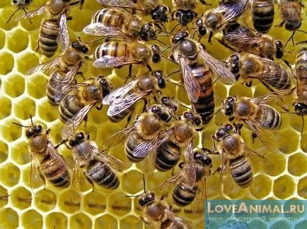 Utilizarea de albine în natură