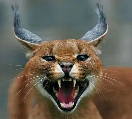 pisicile din rasa Caracal caracal sau