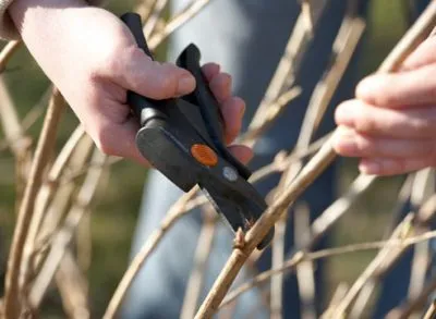 Megfelelő brezka Hortenzia paniculata, fa után télen és tavasszal