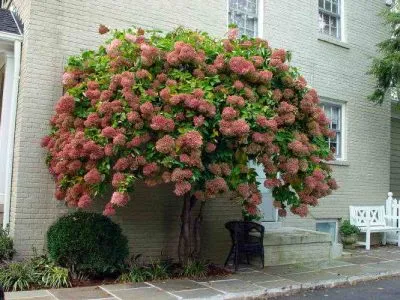 Правилното brezka Hydrangea paniculata, дърво след зимата и пролетта