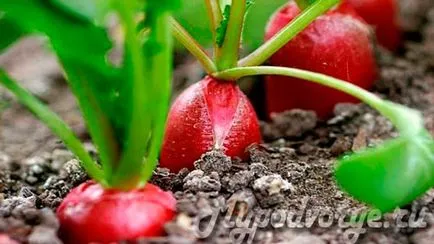 căpșuni După unele culturi pot fi plantate - predecesorii bune și rele