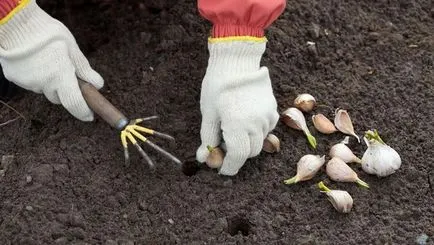 Ültetés fokhagyma télen a külvárosban, amikor a növény, és hogyan növekszik