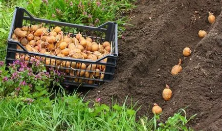 Ültetés burgonya júliusban profik késői szüret