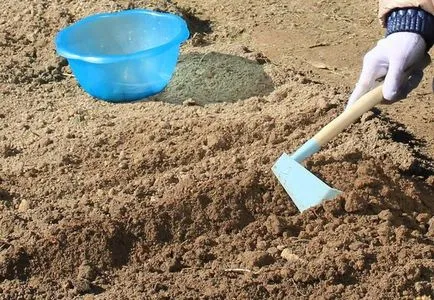 Ültetés fokhagyma télen a külvárosban, amikor a növény, és hogyan növekszik