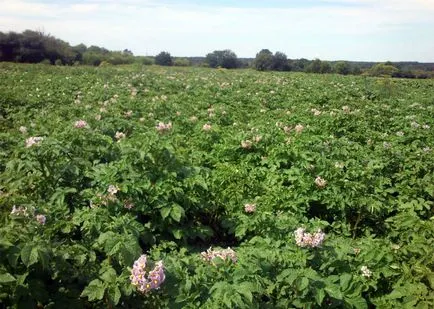 Cartofi de plantare în iulie Pros recolta târzie