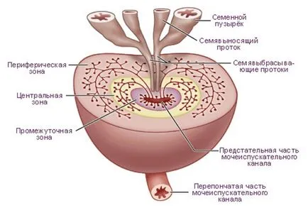 Anatomia prostatei, forma sa și o parte din aceasta este parenchimului, alimentarea cu sânge și histologia