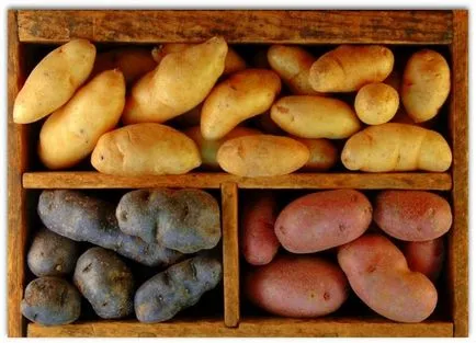 Засаждане на картофи през юли професионалисти късна реколта