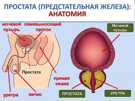 Anatomia prostatei, forma sa și o parte din aceasta este parenchimului, alimentarea cu sânge și histologia