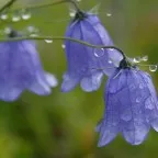 Primula (kankalin) leírása hasznos tulajdonságok, a használata