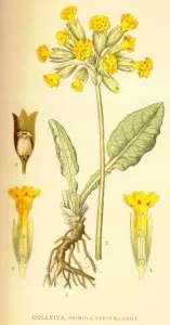 Primula (kankalin) leírása hasznos tulajdonságok, a használata