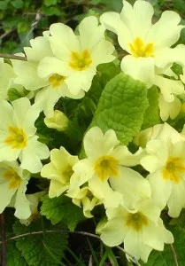 Primula (kankalin) leírása hasznos tulajdonságok, a használata
