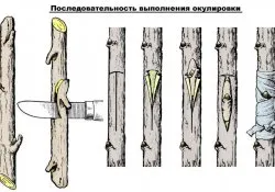 Vaccinarea în Krone Ranetki