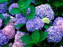 Propagate Hydrangea macrophylla, flori de grădină (conac)