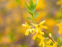 Propagate Hydrangea macrophylla, flori de grădină (conac)