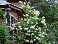 Propagate Hydrangea macrophylla, flori de grădină (conac)