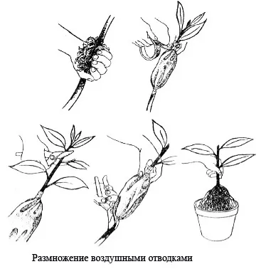 Reprodukcióra vegetatív szőlő eljárás