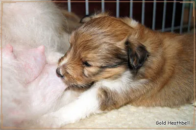 Дажба на малки кученца и възрастни Sheltie