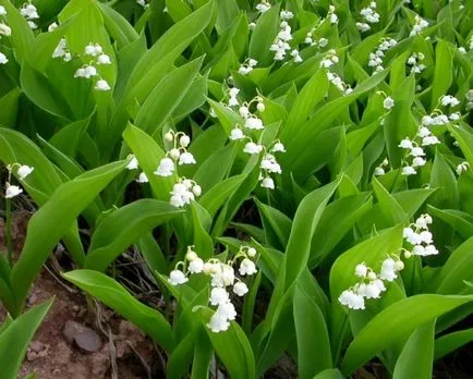 Растения Кубан