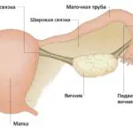 Ректално изследване, гинекология